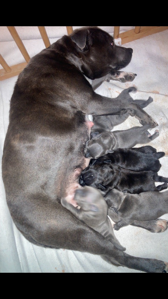 Silky Blueblack - Staffordshire Bull Terrier - Portée née le 10/04/2025